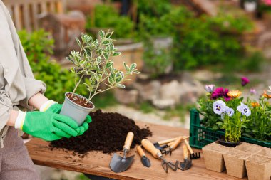 Kadın bahçıvan bahçesine çiçek eker, bahçeyle ilgilenir, ev bitkilerini onarır, çiçekleri ve bitkileri sever.