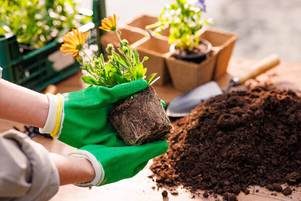gardener plants flowers in the garden close-up, garden care, gardening concept,care and replanting of flower plants