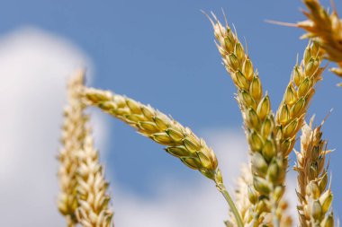 Olgun buğday tarlaları mavi gökyüzüne karşı, tahıl yetiştirme kavramı, hasat mevsimi, çavdar bitkisi, tahıl anlaşması.