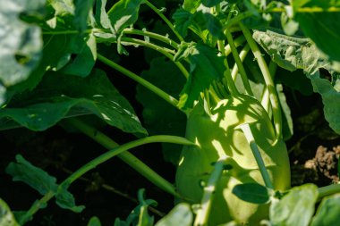 tarımsal bir çiftliğin bahçe yatağında kohlrabi lahanası, tarımcılık, organik ürünler yetiştirme.