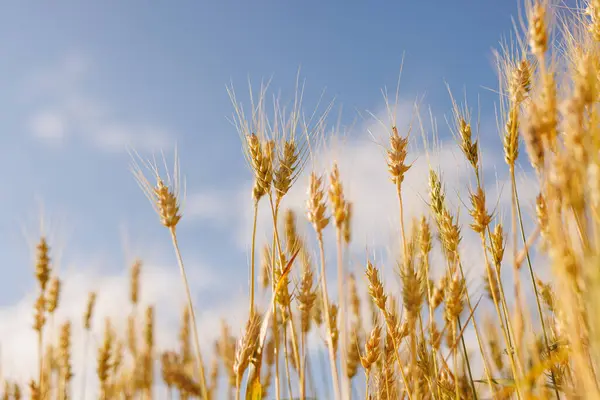 stock image field of ripe wheat against blue sky, concept of growing cereal crops, harvest season, rye plant, Grain deal