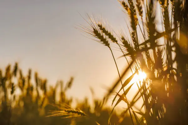 stock image field of ripe wheat against blue sky, concept of growing cereal crops, harvest season, rye plant, Grain deal