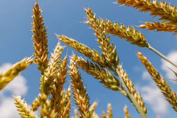 stock image field of ripe wheat against blue sky, concept of growing cereal crops, harvest season, rye plant, Grain deal