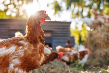Kümes hayvanlarını ve arka plandaki diğer tavukları gagalamak için kahverengi tavukları yakın plan. Çevre çiftliği kavramı, çevre dostu kümes hayvanları üretimi