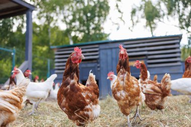 Kümes hayvanlarını ve arka plandaki diğer tavukları gagalamak için kahverengi tavukları yakın plan. Çevre çiftliği kavramı, çevre dostu kümes hayvanları üretimi