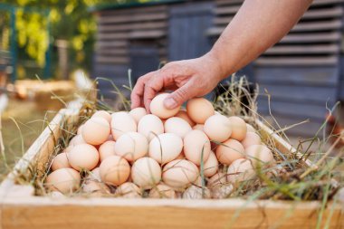 Tavuk çiftliğinde taze yumurta koleksiyonu, ahşap kutuda yumurta toplayan çiftçi kümes hayvanları evinin arka planında, tavuk yumurtası üretimi konsepti.