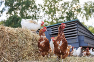 Close up of brown hen pecking at feed on poultry farm, other chickens in background. eco farm concept, eco friendly poultry production clipart