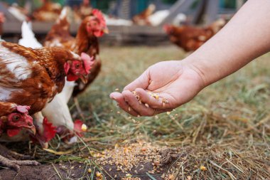 Bir adam çiftlikte tavuk besliyor. El buğdayı tutuyor ve birkaç tavuk çiftçinin elinden yiyecek gagalıyor. Manzara canlı ve çiftlik hayatını gösteriyor..
