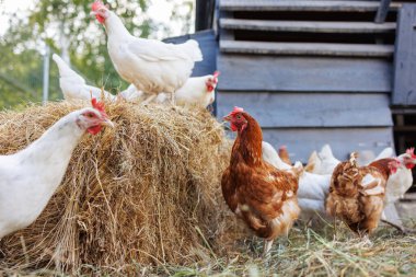 Kümes hayvanlarını ve arka plandaki diğer tavukları gagalamak için kahverengi tavukları yakın plan. Çevre çiftliği kavramı, çevre dostu kümes hayvanları üretimi