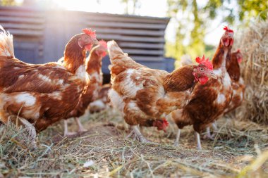 Bir çiftlikte tavuk çiftliği, tavuk çiftliği, tavuk bakımı, kümes hayvanları çiftliğinde tavuk yetiştirme