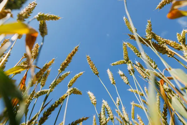 stock image field of ripe wheat against blue sky, concept of growing cereal crops, harvest season, rye plant, Grain deal