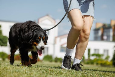 Bernese Dağ Köpeği sahibi ile birlikte çimlerde koşar, köpek eğitimine gider.