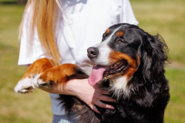 Bir evcil hayvan sahibi güneşli bir günde yeşil bir uçan disk kullanarak köpekleriyle kovalamaca oynar ve dışarıda eğlenir.