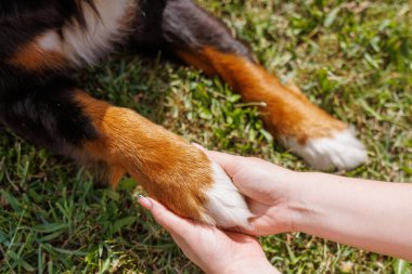 Bir kadın nazikçe köpeğin pençelerine dokunuyor. İkisi de çimenlerde rahatlıyor.