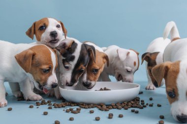 Aç Jack Russell Terrier yavruları bir kase yiyecekten yiyorlar.