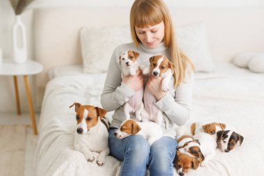 Evdeki sandalyesinde sevimli Jack Russell Terrier 'ı olan genç bir kadın. beyaz hayvan
