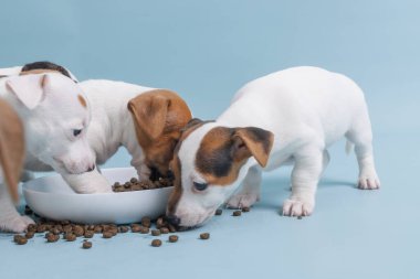 Aç Jack Russell Terrier yavruları bir kase yiyecekten yiyorlar.