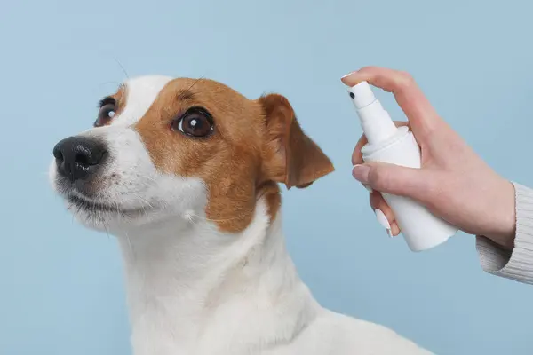 Köpeğe beyaz sprey sprey sıkılmış. Köpek bakımı, sağlık hizmetleri.