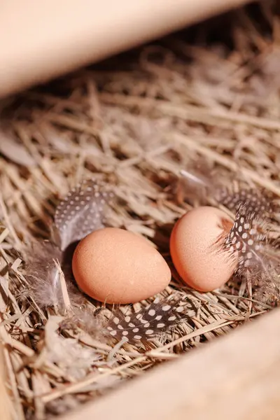 stock image Two brown guinea fowl eggs lie on the straw, next to the feathers