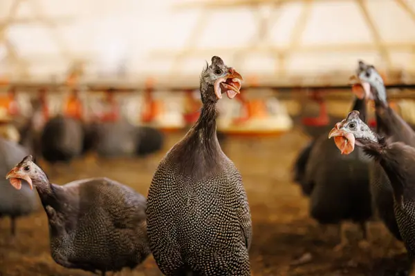 Kümes hayvanları çiftliğindeki bir grup kobay tavuğu bir besleyiciyi gagalıyor. Kümes hayvanları çiftliğinde büyüyen tavuklar, yumurta üretimi