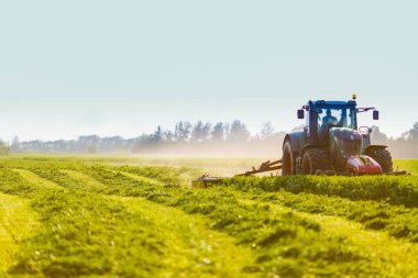 Hayvanlar için saman yapmak, traktörle beslenmek için yeşil ot biçmek, tarım sektörü kavramı, hayvan yemi