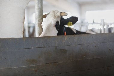 Çiftlikteki komik inekler, hayvancılık kavramı, modern hayvancılık ahırındaki günlük inekler.