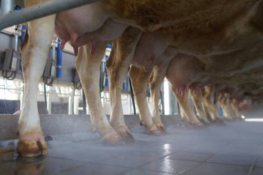İnek memesi sağma makinesi, inek çiftliği, modern günlük çiftliğinde otomatik endüstriyel sağma rotary sistemi ile inekleri sağmak..