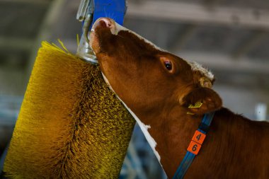 cows brushing at the farm, cow farm equipment, Rotating Brush Scratcher for Cows at Modern Farm Equipment clipart