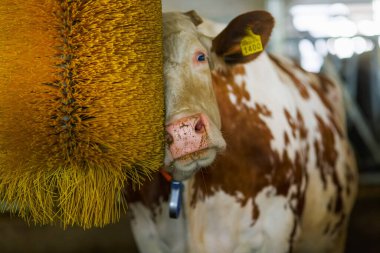 cows brushing at the farm, cow farm equipment, Rotating Brush Scratcher for Cows at Modern Farm Equipment clipart