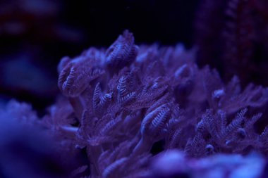 Yakın çekim deniz mercanları ve deniz hayvanları Xenia, mercan resifi konsepti