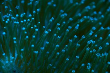 Yakın çekim deniz mercanları Sarcophyton sp, mercan resifi konsepti