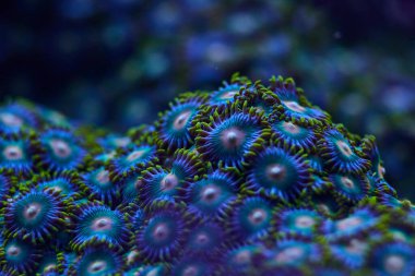 Parlak mercan denizcisi Zoanthus. Yüksek kalite fotoğraf, mercan resifi konsepti