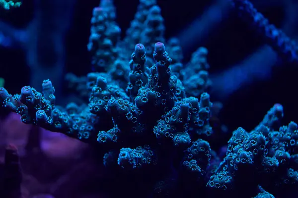 Stock image close-up sea corals acropora. High quality photo, coral reef concept