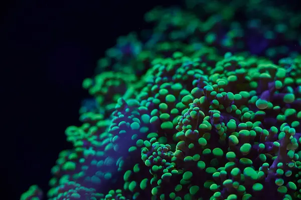 stock image bright sea coral Euphylia ancora. High quality photo, coral reef concept