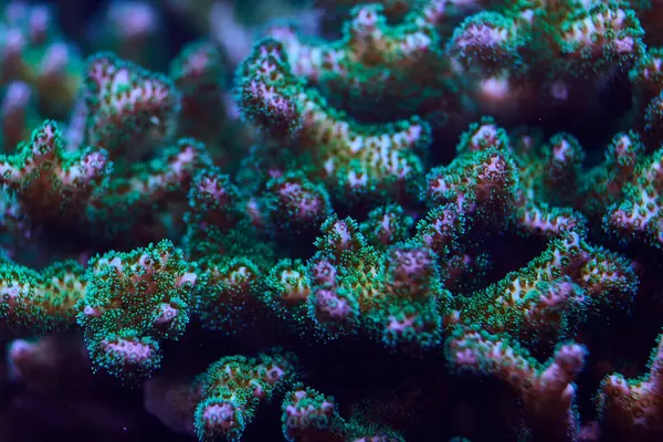 stock image coral marine green Akropora. High quality photo, coral reef concept