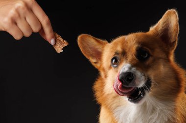 Aç Galli Corgi Pembroke köpeği, sahibinin ziyafeti için, karanlık arka planda izole edilmiş, konsept eğitimi ve köpek eğitimi