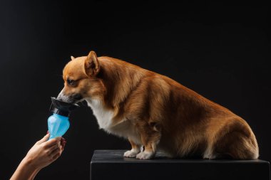 Sahibi, izole edilmiş karanlık bir arka planda, bir su kabından Galli Corgi Pembroke köpeğine su veriyor, hayvan bakımı konsepti, köpek suya olan susuzluğunu gideriyor.