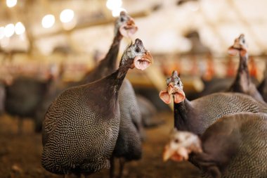 Kümes hayvanları çiftliğindeki bir grup kobay tavuğu bir besleyiciyi gagalıyor. Kümes hayvanları çiftliğinde büyüyen tavuklar, yumurta üretimi