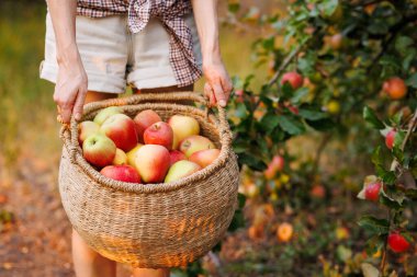 Erkek elleri, bir sepet olgun elmayla, meyve bahçesinde taze elmalar topluyor.