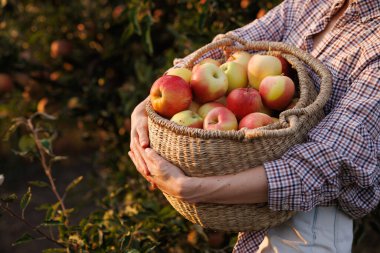 Bir ahır bahçesinin arka planında bir sepet olgun elmayla kadın elleri bahçede taze elmalar topluyor.