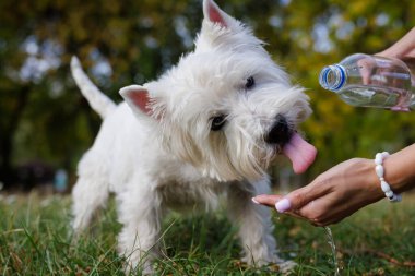Köpek plastik bir şişeden su içer. Hayvan sahibi sıcak güneşli bir günde dalmaçyalısıyla ilgileniyor, hayvan bakımı kavramı.