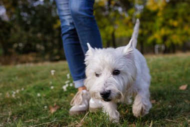 Küçük beyaz bir köpek çimenlerde mavi kotlu bir adamın yanında yürüyor. Neşeli bir köpek sonbahar parkında yürüyor, köpek gezdiriyor.