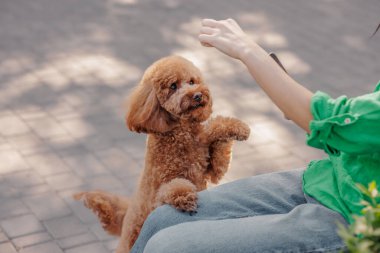 Cute brown poodle sitting on asphalt surface looking at person. against park background, Dog waiting for treat from owner clipart