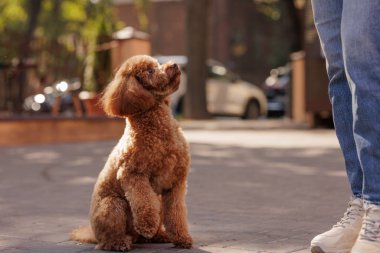 Asfalt yüzeyinde oturan sevimli kahverengi kaniş insana bakıyor. Park arka planında köpek sahibinden ödül bekliyor.