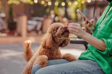 Parktaki köpeğine kıyak yapan kız, mutlu kahverengi minyatür kaniş köpeği, köpek eğitimi konsepti