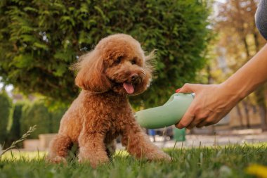 Maltipoo köpeği, sahibinin parkta tuttuğu bir şişeden su içer. Sıcak ve güneşli bir günde suya olan susuzluğunu giderir. Hayvan bakımı kavramı.