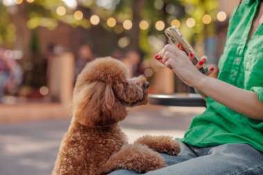 Asfalt yüzeyinde oturan sevimli kahverengi kaniş insana bakıyor. Park arka planında köpek sahibinden ödül bekliyor.