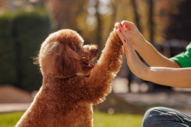 Şirin Maltipoo köpeği dışarıda kadınlara beşlik çakıyor, yakın plan, hayvanlar için konsept aşk, köpek eğitimi