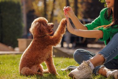 Kırmızı kaniş sahibi ile parkta yürüyor, kırmızı köpek yerde oturuyor, sahibine patisini veriyor, arka planda yeşil ağaçlar, köpek gezdirme konsepti