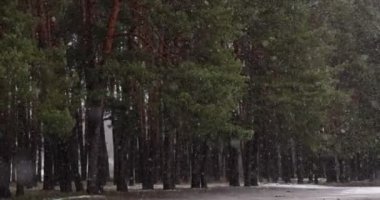 Uzun yeşil çam ağaçları ve karla kaplı zemini olan yoğun kar yağışı sırasında orman manzarası. Çam ormanlarının arka planına hafifçe düşen kar taneleri